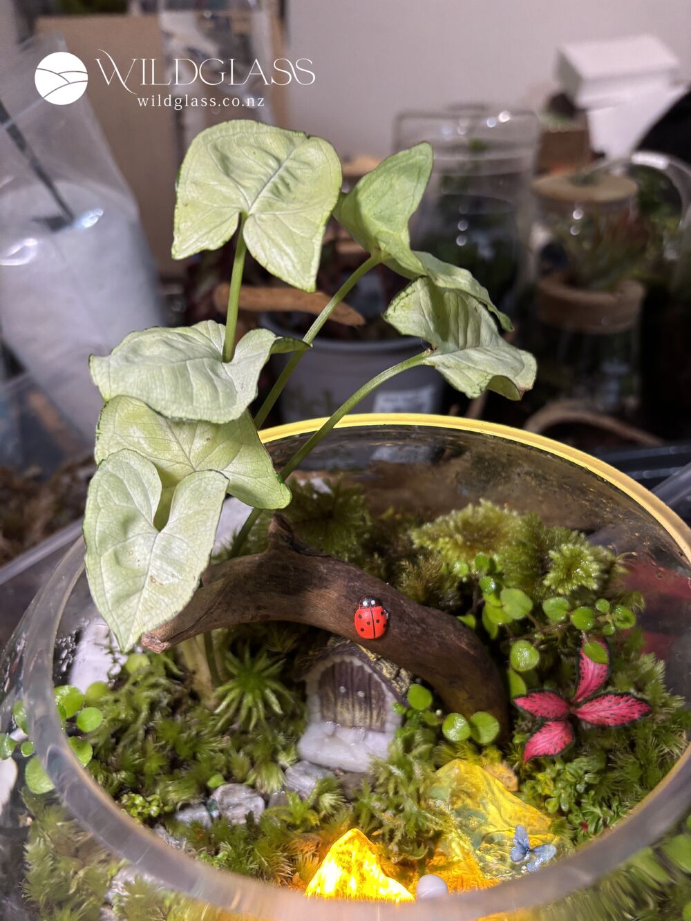 Crystal Light Terrarium | Mini Fairy Garden