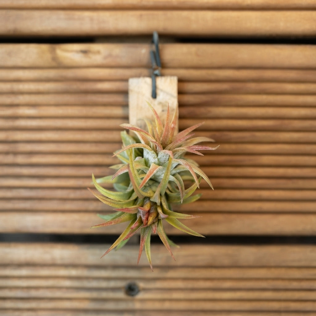 Tillandsia Ionantha Air Plant Nather Cluster with Baby