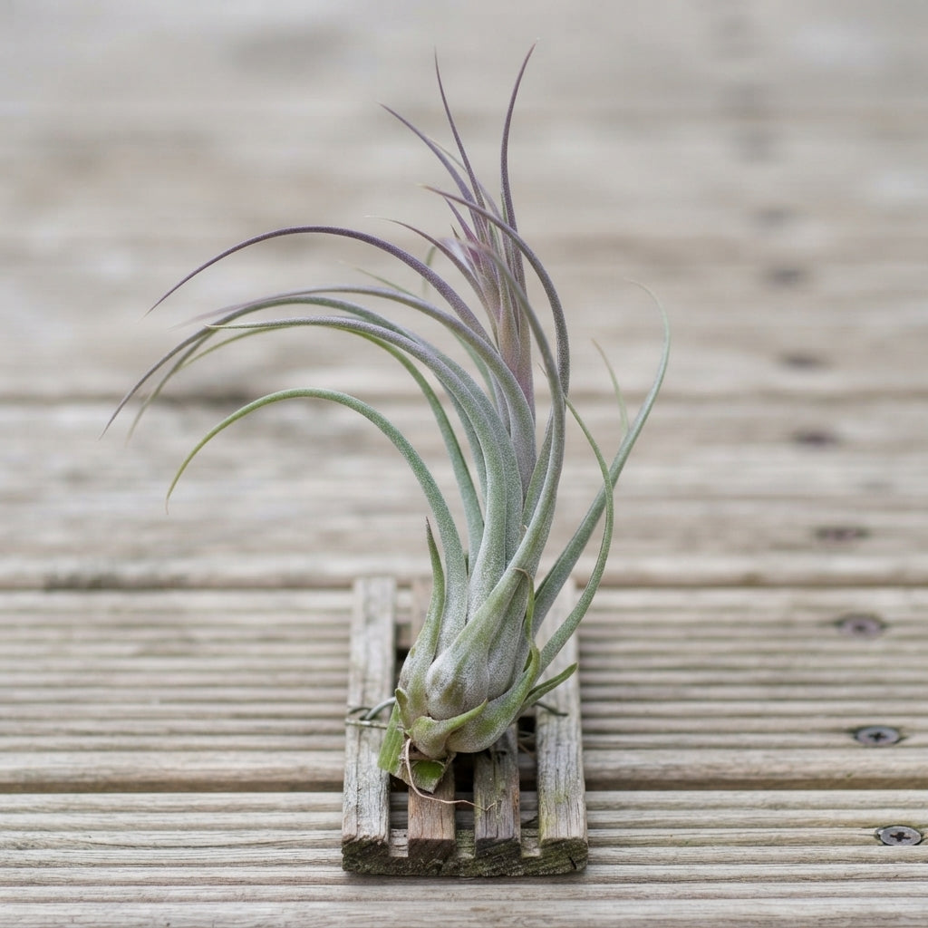 Tillandsia Caput-Medusae XL Air Plant – 28cm+
