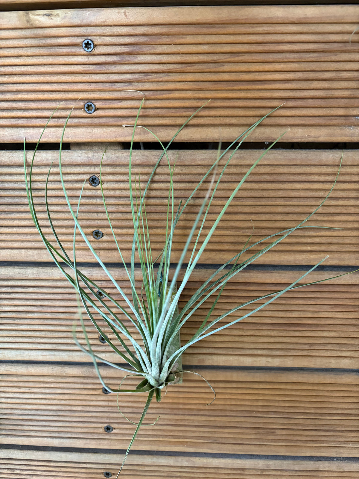 Tillandsia Juncea Air Plant – 20cm+