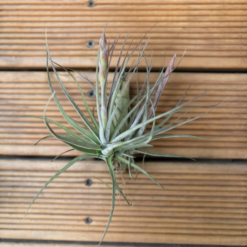Tillandsia Schiedeana – 3-Plant Flowering Clump | 18cm+