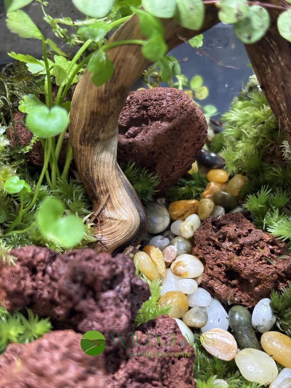 Handmade Glass Globe Moss Terrarium