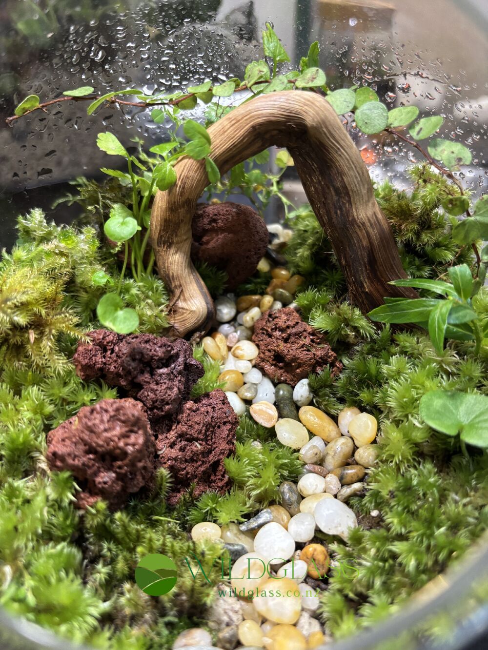 Handmade Glass Globe Moss Terrarium
