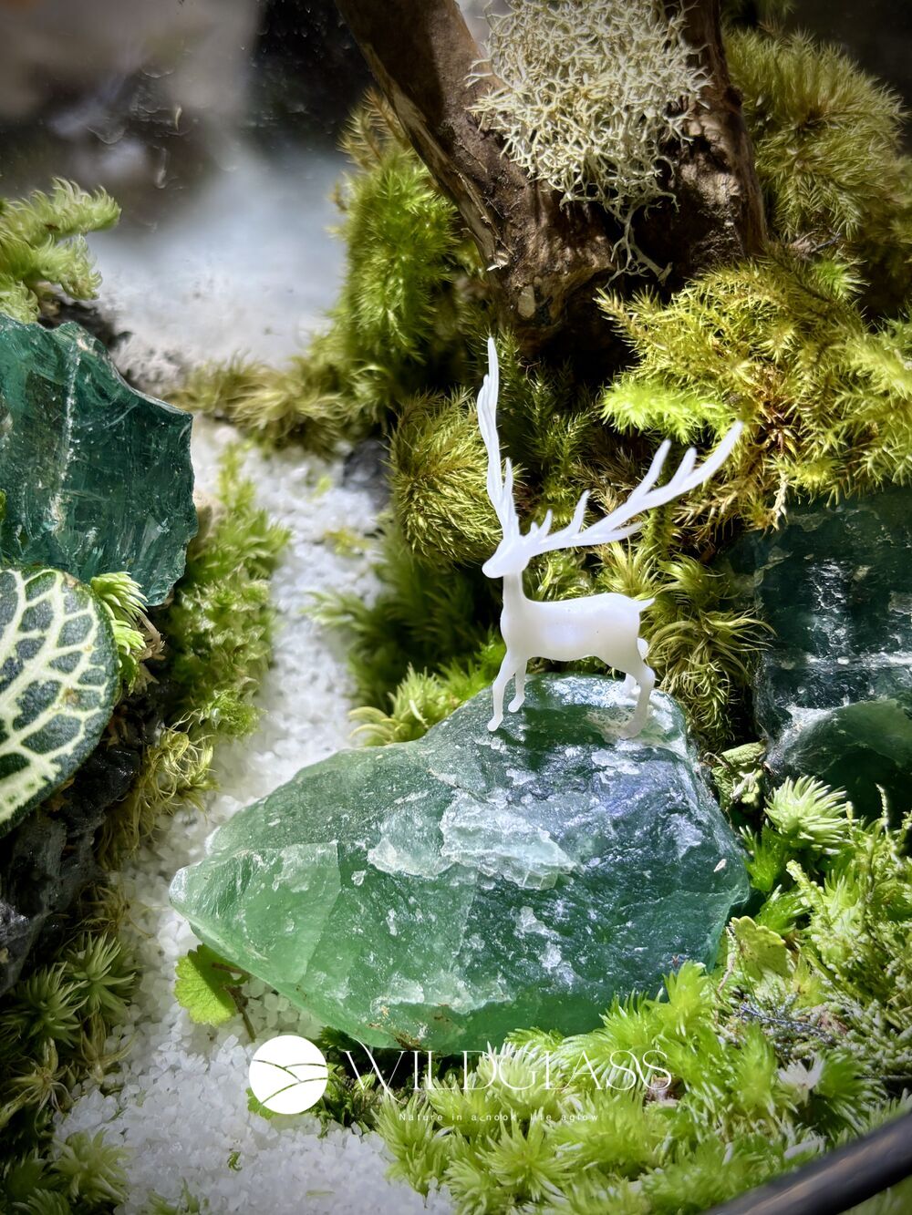 Enchanted Forest Living Moss Terrarium with Light