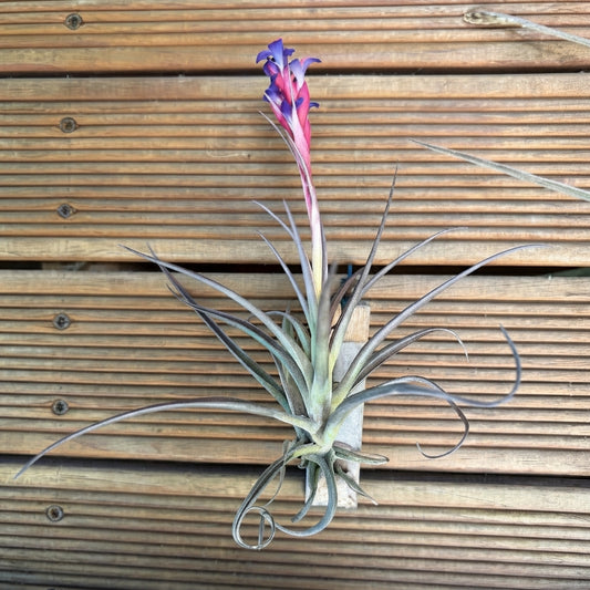Tillandsia Aeranthos – 20cm Air Plant
