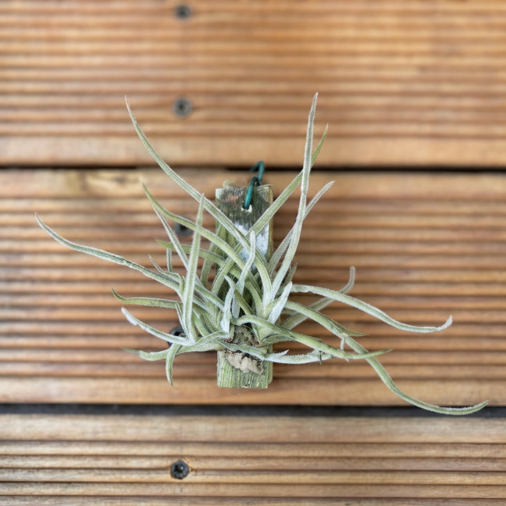 Tillandsia Crocata – 20cm & 12cm  Air Plant