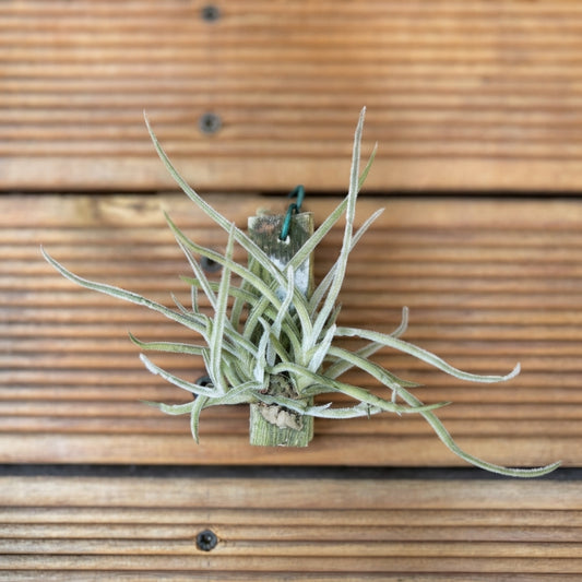 Tillandsia Crocata – 20cm & 12cm  Air Plant