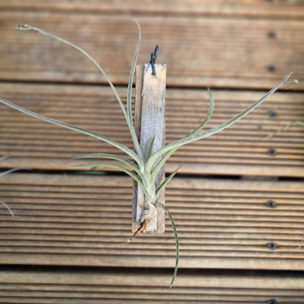 Tillandsia Crocata – 20cm & 12cm  Air Plant