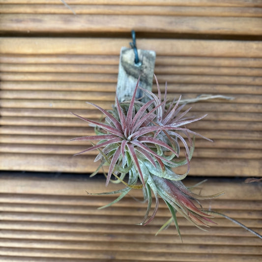Tillandsia Ionantha Air Plant Cluster – 3 Plants