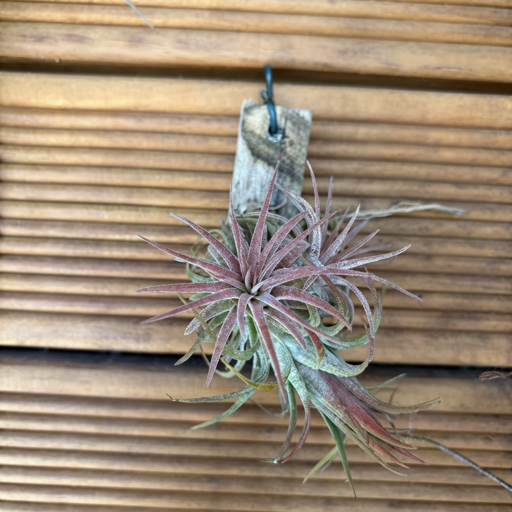 Tillandsia Ionantha Air Plant Cluster – 3 Plants