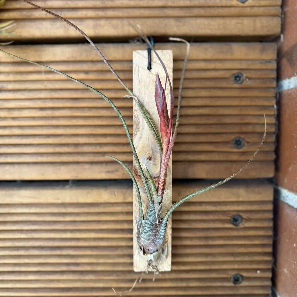 Tillandsia Butzii Large Air Plant – 20cm+