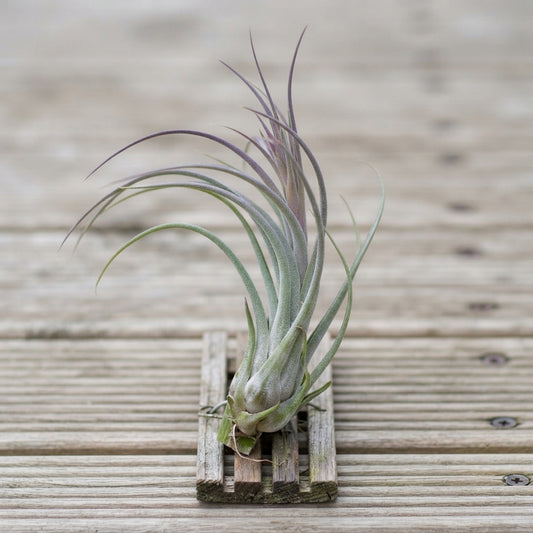 Tillandsia Caput-Medusae XL Air Plant – 28cm+