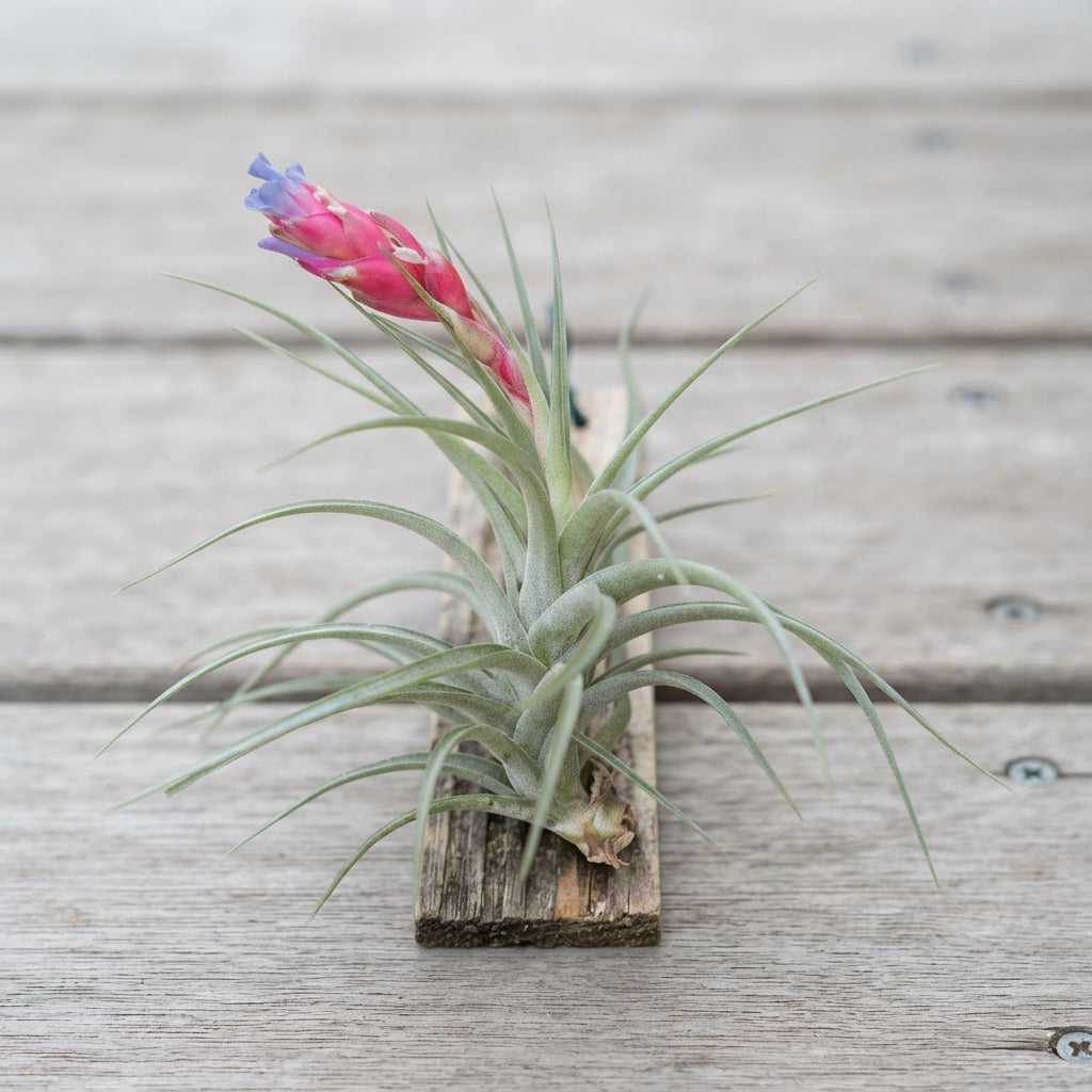 Tillandsia Stricta Flowering Air Plant – 15cm+