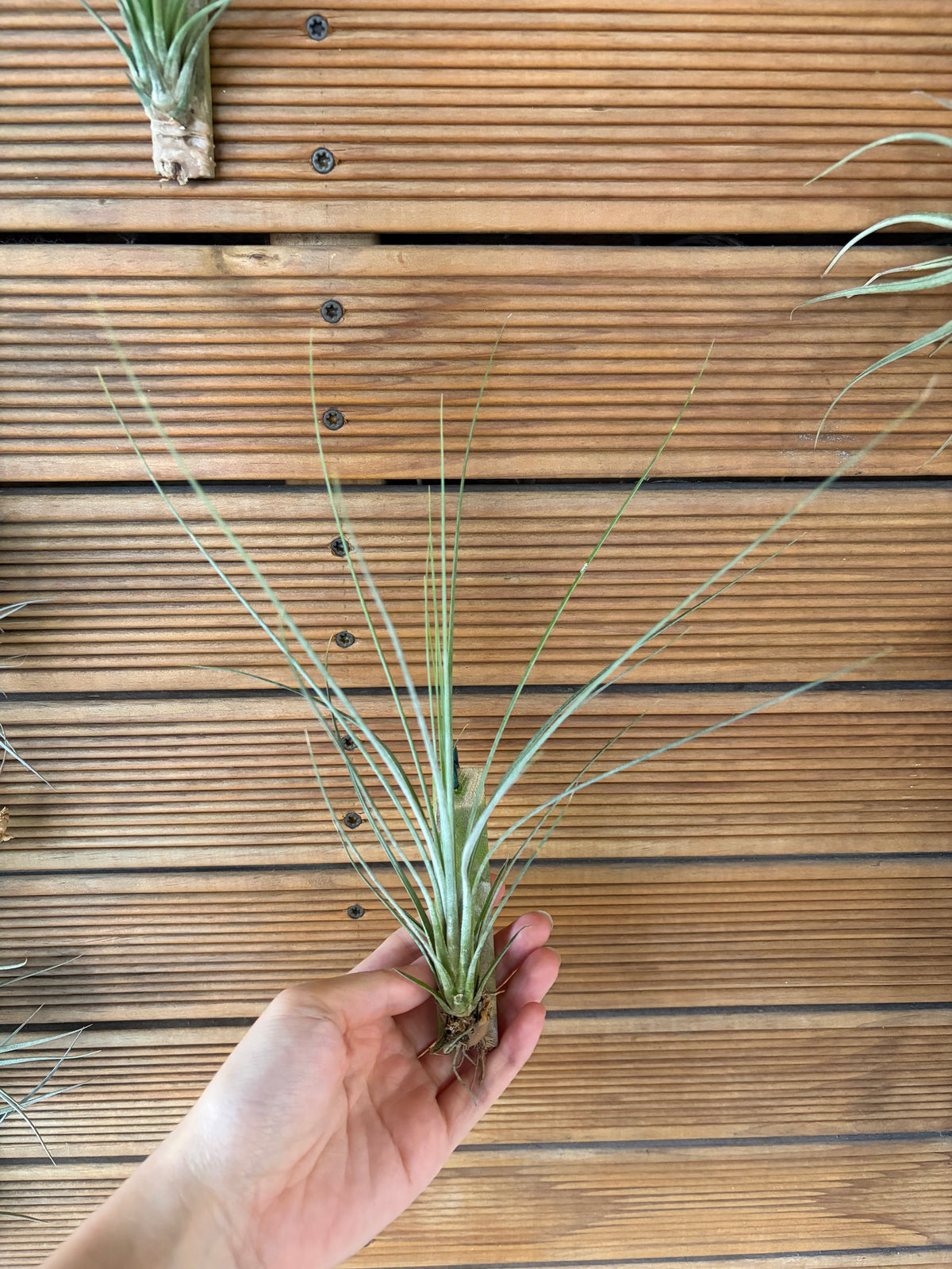 Tillandsia Juncea Air Plant – 20cm+