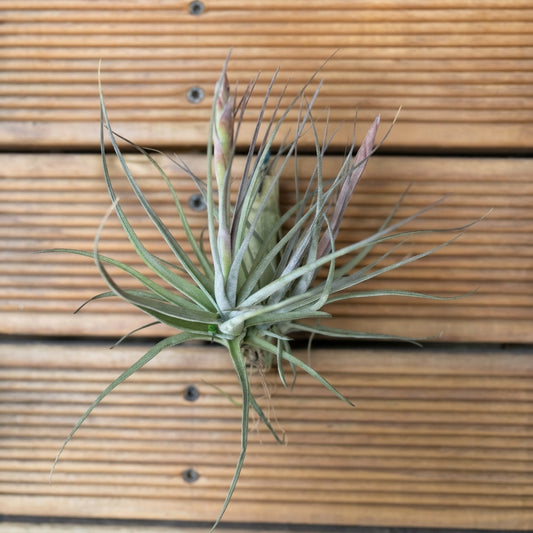 Tillandsia Schiedeana – 3-Plant Flowering Clump | 18cm+
