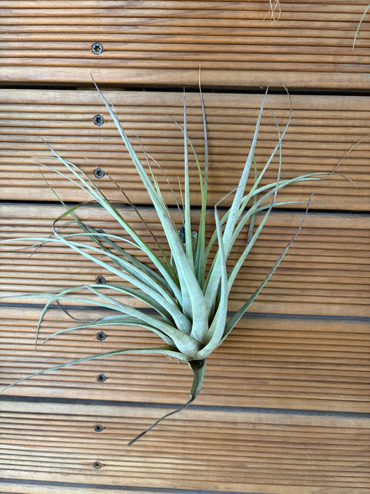 Tillandsia Fasciculata – Large 25cm+ Air Plant