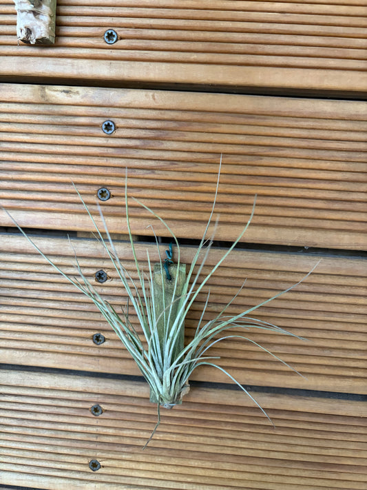 Tillandsia Bartramii – 15cm Air Plant