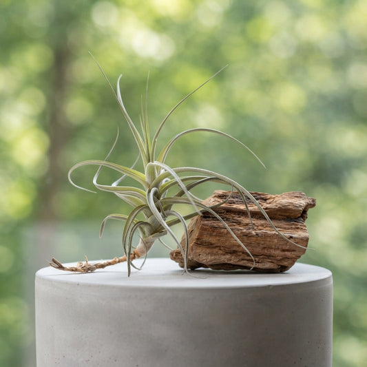 Tillandsia | Natural Air Plant  - Low Maintenance