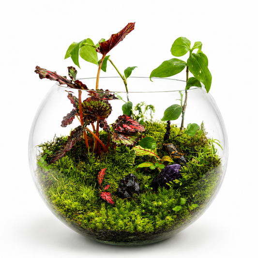 Amethyst Crystal Moss Handcrafted Living Terrarium